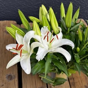 顺丰冷链西伯利亚香水百合鲜花多头高档居家客厅水养云南昆明基地