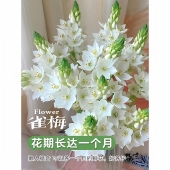 圣心百合雀梅鲜切花办公室花束水培易活花期长云南鲜花顺丰直发