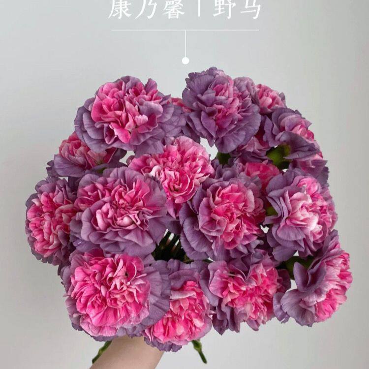 百合花鲜花顺丰冷链新店促销康乃馨鲜花云南昆明水养插花轻奢家庭