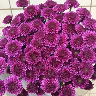 顺丰速运云南直发小雏菊家用水养超长花期特惠插花乒乓菊非洲菊