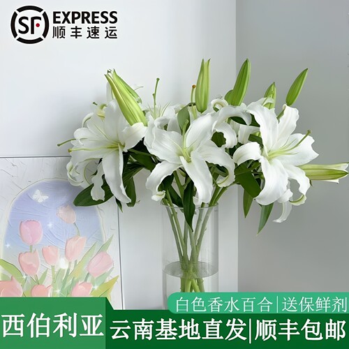 顺丰冷链西伯利亚香水百合鲜花多头白色百合客厅水养云南昆明基地