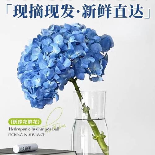 百合花鲜花顺丰冷链绣球花云南昆明水养插花家庭办公室北欧轻奢