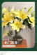顺丰黄帝黄天霸黄百合鲜花家庭办公室水养插花次日达百合花鲜花
