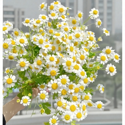 顺丰包邮洋甘菊鲜花云南昆明水养插花家庭办公室百合花蓝星花