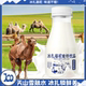 冰扎骆驼酸奶饮品330克6瓶来自新疆沙漠无添加防腐剂精美礼盒包装