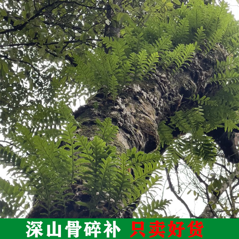 新鲜骨碎补爬岩姜新鲜现摘石岩姜接骨猴姜毛姜肉碎补500g包邮