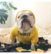 反季 清仓潮牌JB黄色卫衣英法斗泰迪恶霸犬巴哥胖狗宠物衣服冬加绒