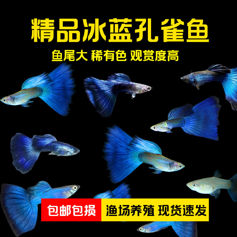 观赏鱼小型热带鱼冰蓝孔雀鱼好养易活观赏价值高鱼尾大精品活鱼苗