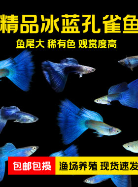 观赏鱼小型热带鱼冰蓝孔雀鱼好养易活观赏价值高鱼尾大精品活鱼苗