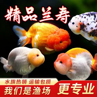 兰寿金鱼波妞小型淡水冷水观赏鱼好养纯种国粹泰狮活鱼鹤顶红锦鲤