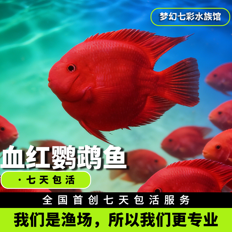 血红鹦鹉鱼活体发财鱼红财神黄金龙鱼银龙鱼热带观赏鱼