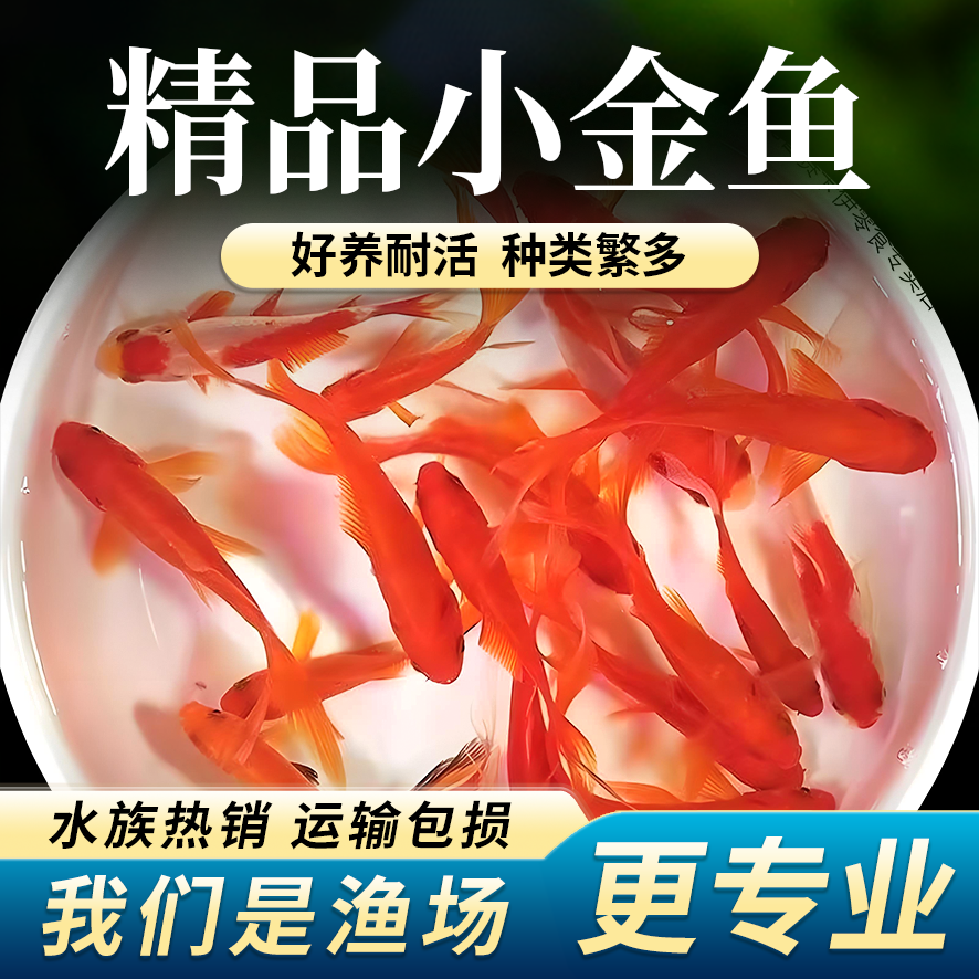 红草金鱼冷水草金鱼观赏鱼小型金鱼活鱼锦鲤耐活好养自来淡水鱼苗