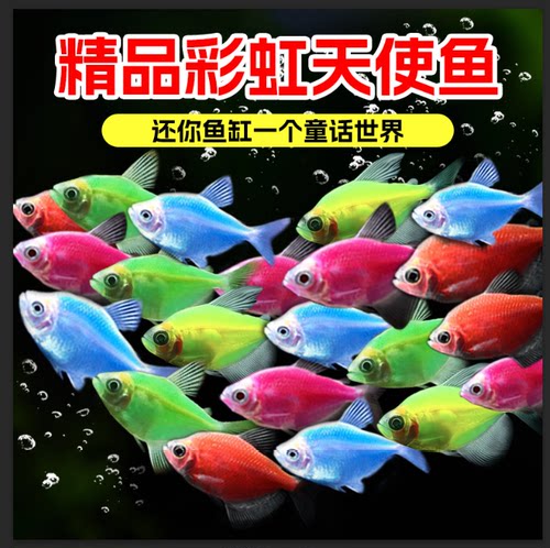 七彩天使鱼观赏鱼热带鱼群游