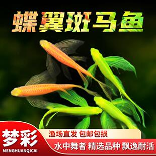 水族饲养糖果斑马鱼观赏鱼小型鱼热带鱼饲养蝶翼斑马鱼七彩斑马