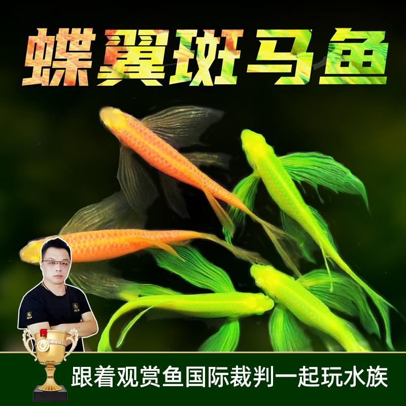 糖果斑马鱼观赏鱼小型鱼蝶翼斑马鱼红绿灯孔雀鱼好养小鱼七彩斑马