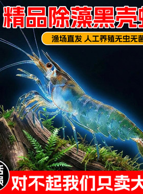 精品黑壳虾 除藻大师清洁虾水族箱水草缸除藻虾观赏虾活体宠物虾