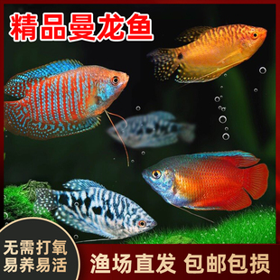 曼龙鱼热带观赏鱼黄曼龙蓝曼龙五彩血丽丽珍珠马甲球活小型淡水鱼