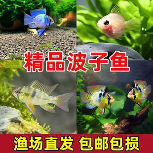 金波子阿凡达短鲷鱼活体观赏鱼淡水小型宝蓝球荷兰凤凰鱼草热带鱼