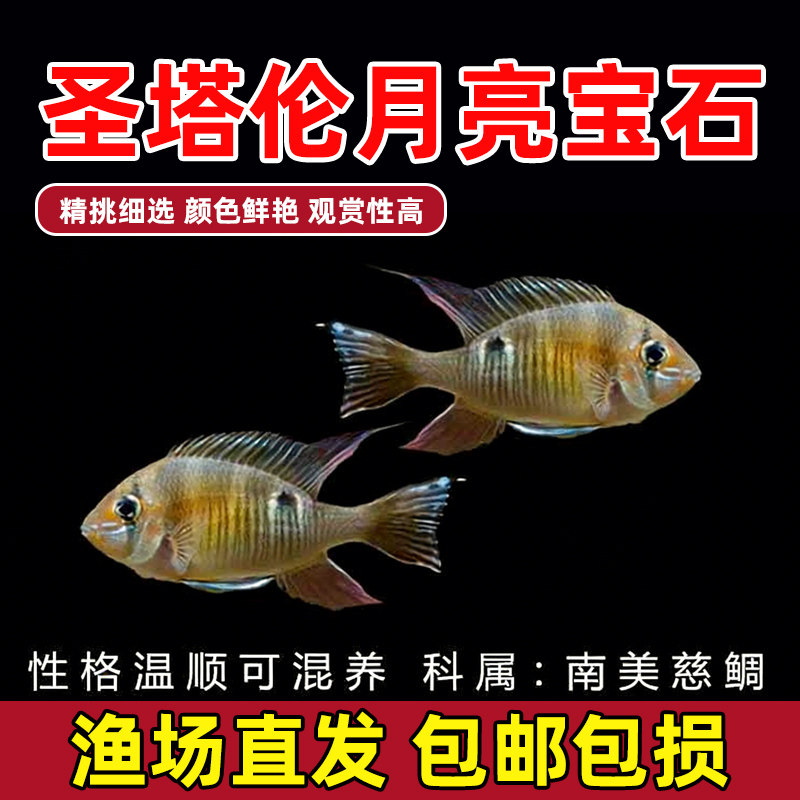 圣塔伦黄腹月亮宝石南美慈鲷温顺易养原生食土鲷热带鱼观赏鱼活体