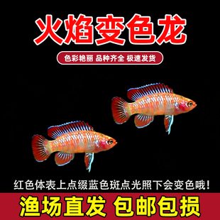 热带鱼火焰变色鱼淡水鱼小型鱼灯科火焰龙鱼好养活体观赏鱼 包邮