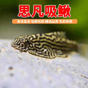 金线提琴思凡吸鳅原生进口豹纹琵琶鳅麦氏鳅除藻除青苔工具鱼活体