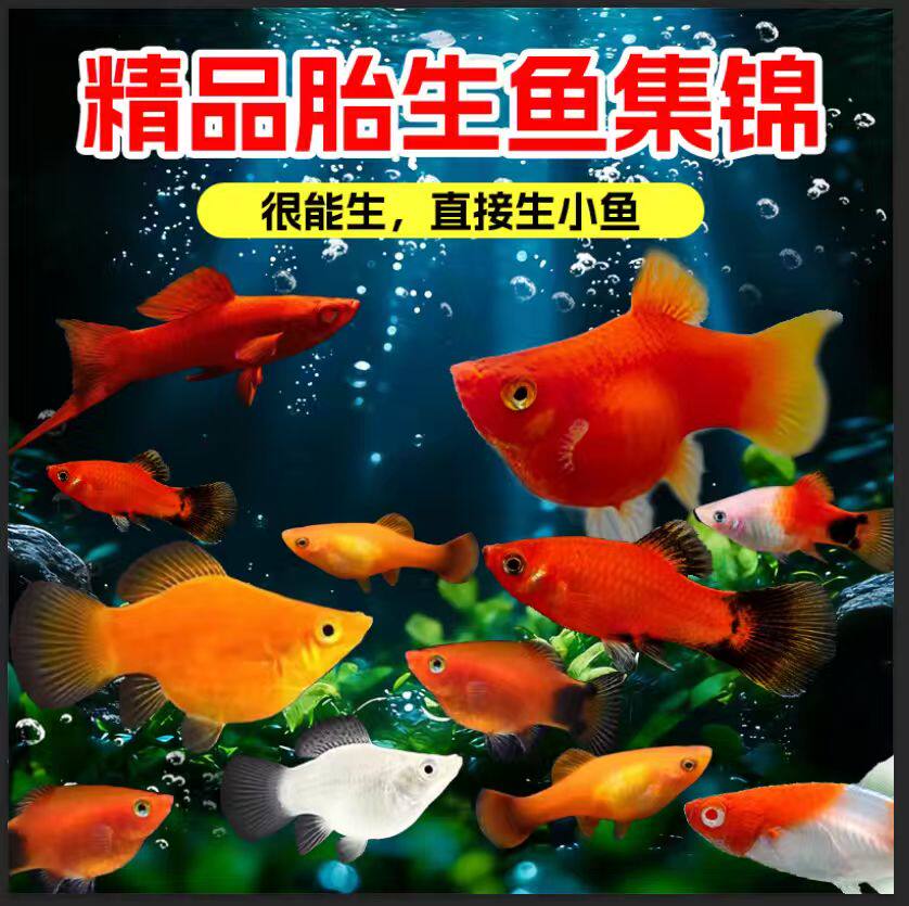 热带鱼胎生鱼活体易活好养观赏鱼玛丽球皮球鱼红剑红白剑月光鱼