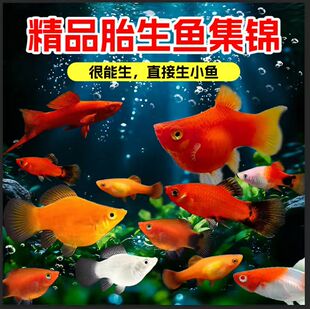 热带鱼胎生鱼活体易活好养观赏鱼玛丽球皮球鱼红剑红白剑月光鱼