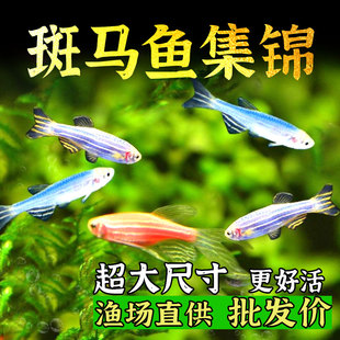 斑马鱼活体冷淡水新练手好养红绿宝莲灯小型热带灯科鱼观赏鱼