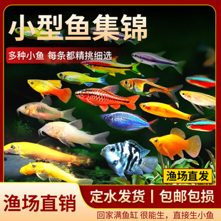 糖果色斑马鱼观赏鱼热带鱼小型鱼活鱼荧光斑马鱼蝶翼斑马鱼缸养鱼