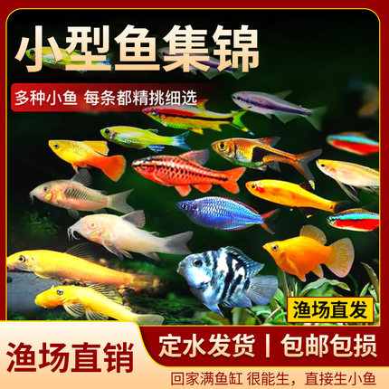 糖果色斑马鱼观赏鱼热带鱼小型鱼活鱼荧光斑马鱼蝶翼斑马鱼缸养鱼