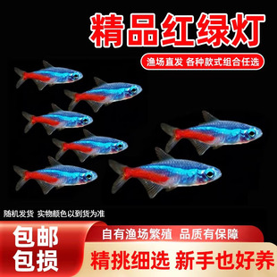 红绿灯小型灯科鱼孔雀鱼热带观赏鱼淡水宝莲灯鱼活体鱼群游鱼 包邮