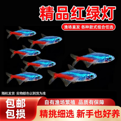 红绿灯小型灯科鱼孔雀鱼热带观赏鱼淡水宝莲灯鱼活体鱼群游鱼包邮