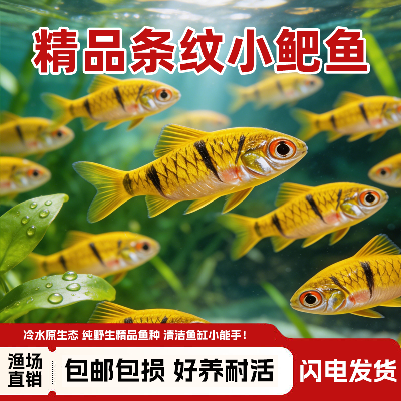 条纹小鲃鱼观赏鱼中国斗鱼伴侣活体吃青苔耐寒冷水原生鱼溪流群游