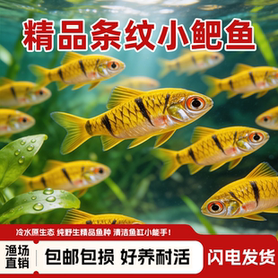 条纹小鲃鱼观赏鱼中国斗鱼伴侣活体吃青苔耐寒冷水原生鱼溪流群游