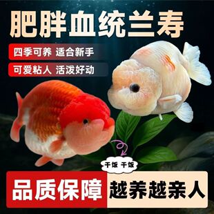 兰寿金鱼波妞小型淡水冷水观赏鱼好养纯种国粹泰狮活鱼鹤顶红锦鲤