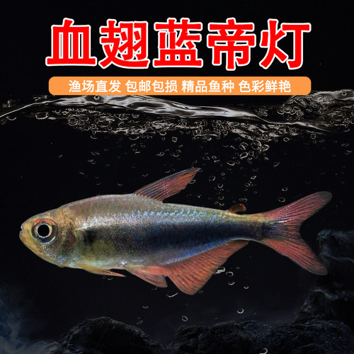 血翅蓝帝灯帝王灯黑帝王灯黑灯鱼蓝国王灯彩虹帝王灯淡水鱼灯科鱼