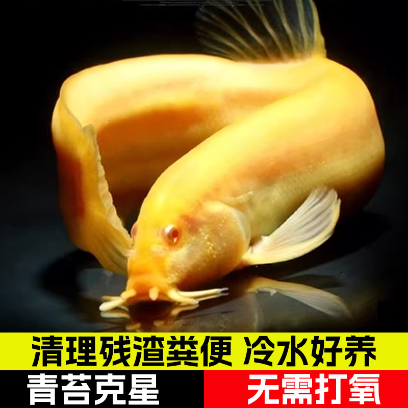 黄金泥鳅免换水懒人套装 生态缸清道夫 观赏鱼 除藻工具鱼观赏鱼