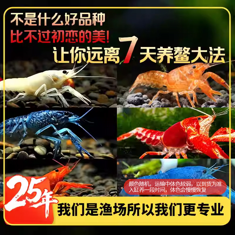 观赏鳌虾观赏虾淡水龙虾冷水耐活宠物虾火山原生天空蓝魔虾青花瓷