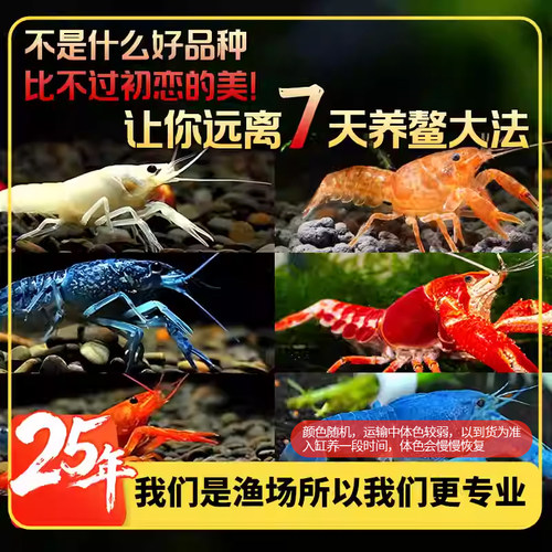 观赏鳌虾观赏虾淡水龙虾冷水耐活宠物虾火山原生天空蓝魔虾青花瓷