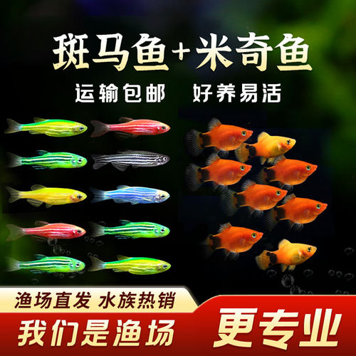 【直播专用】新手好养斑马鱼米奇鱼小型活体鱼混合装观赏鱼热带鱼