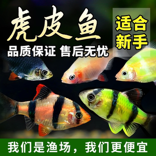 四间虎皮鱼新手好养耐活草缸群游鱼金虎蓝虎小型热带淡水观赏鱼