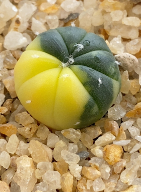 兜锦实生1.7cm407