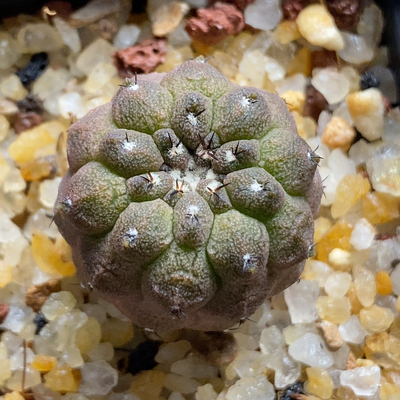 实生蜥蜴皮2.4cm937