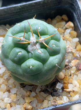 无刺象芽3cm238