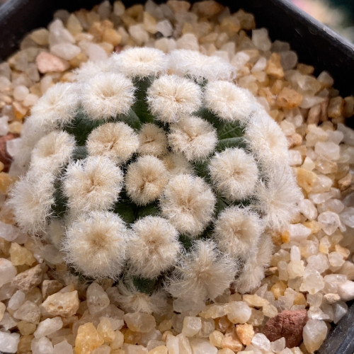 降落伞白星3.7cm902