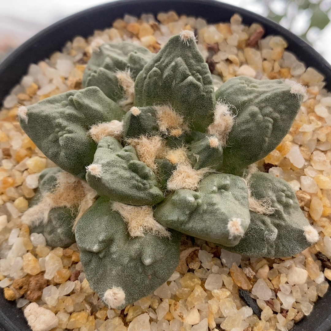 龟甲牡丹6.5cm179,鲜花速递/花卉仿真/绿植园艺,多肉植物,淘宝优惠券,粉丝福利购,淘宝优惠卷