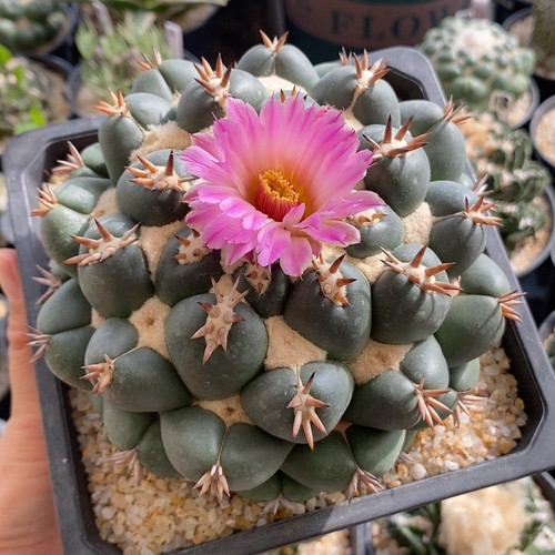 短豪刺象芽12.5cm576