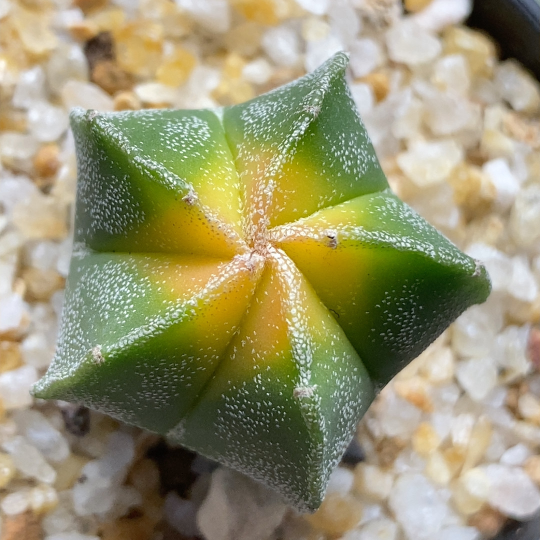 银沙红叶鸾凤玉实生2.9cm496,鲜花速递/花卉仿真/绿植园艺,多肉植物,淘宝优惠券,粉丝福利购,淘宝优惠卷