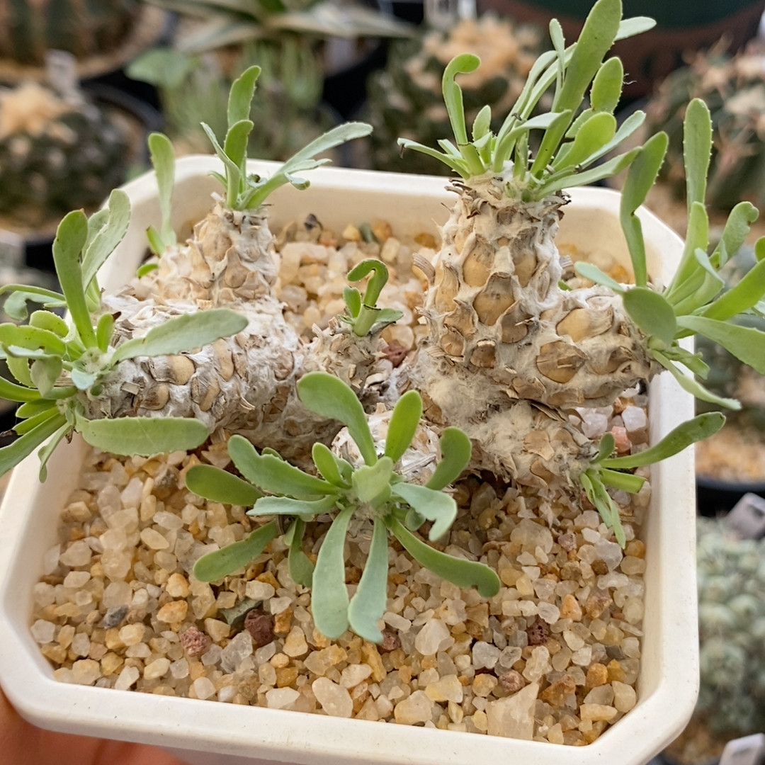 刨花厚敦菊实生块根7.2cm097