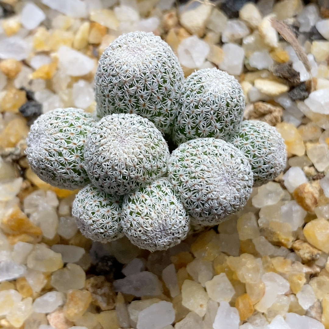 月世界群2.9cm059,鲜花速递/花卉仿真/绿植园艺,多肉植物,淘宝优惠券,粉丝福利购,淘宝优惠卷